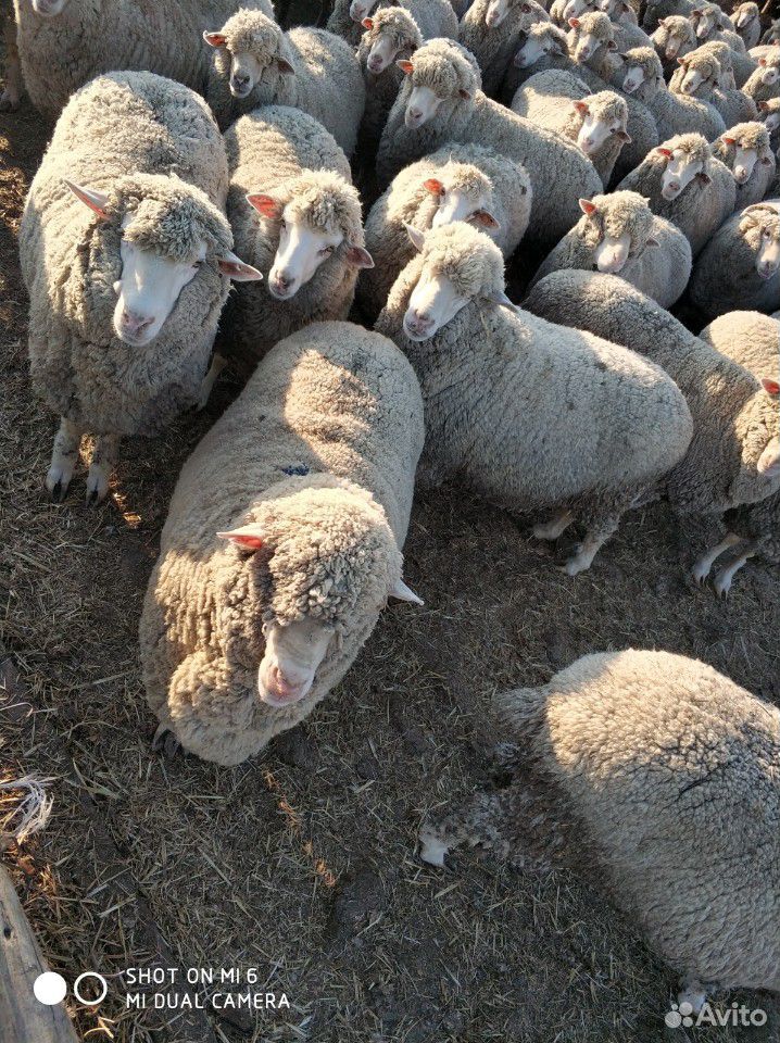 Овцы матки купить на Зозу.ру - фотография № 1