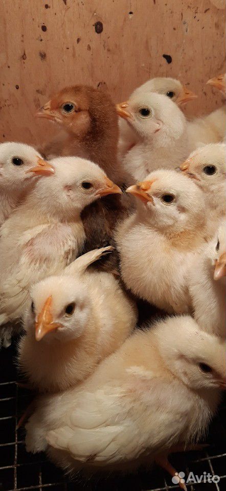 Цыплята несушек купить на Зозу.ру - фотография № 6