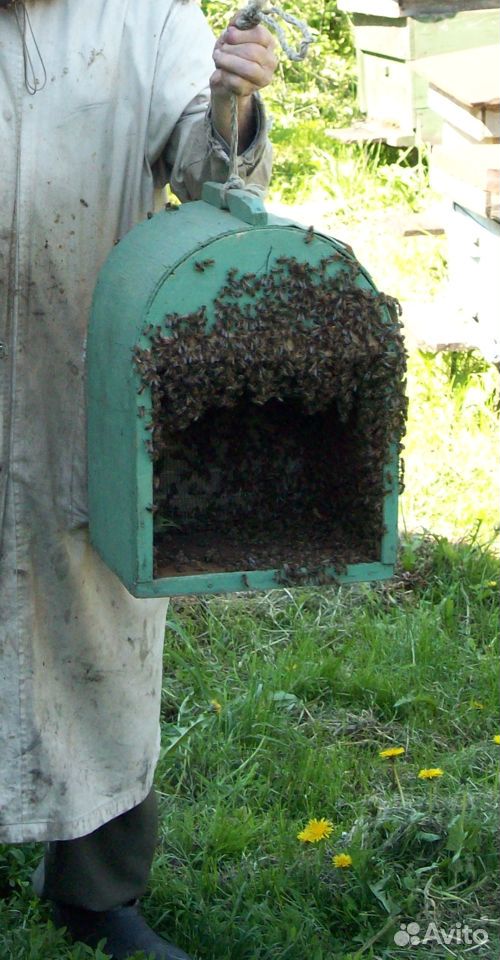 Пчелиные семьи Улья Пчелы купить на Зозу.ру - фотография № 1