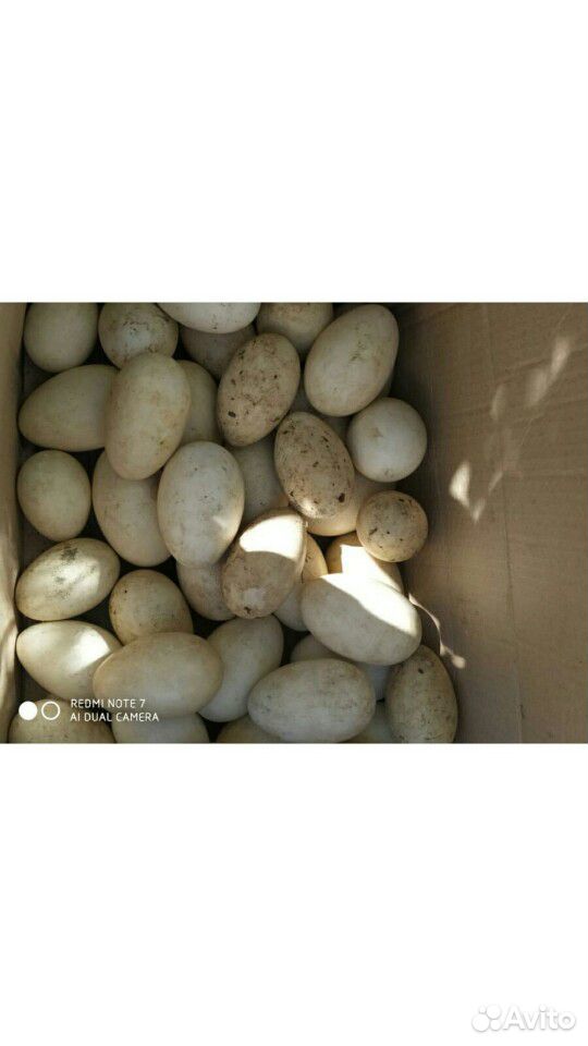 Гусиные яйца. Линда инкубационное купить на Зозу.ру - фотография № 1