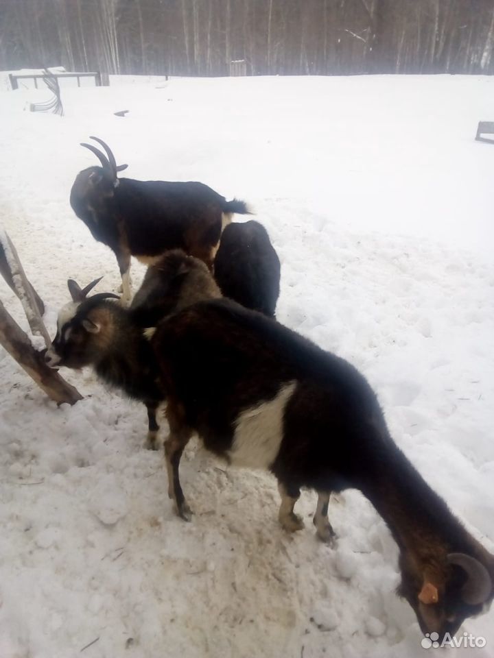 Продам молочных коз купить на Зозу.ру - фотография № 5