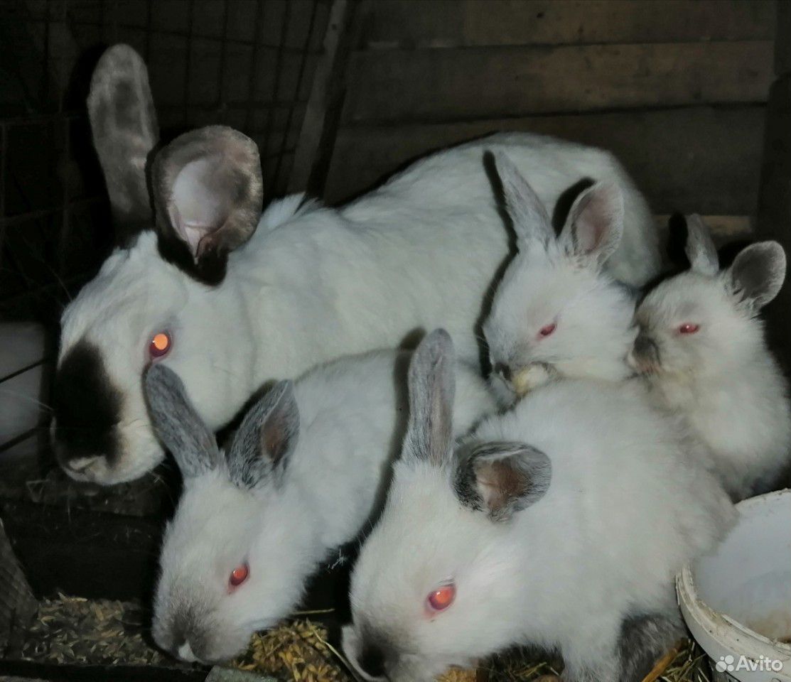 Крольчиха с крольчатами купить на Зозу.ру - фотография № 4