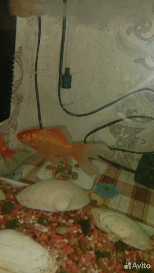 Рыбка золотая аквариумная купить на Зозу.ру - фотография № 4