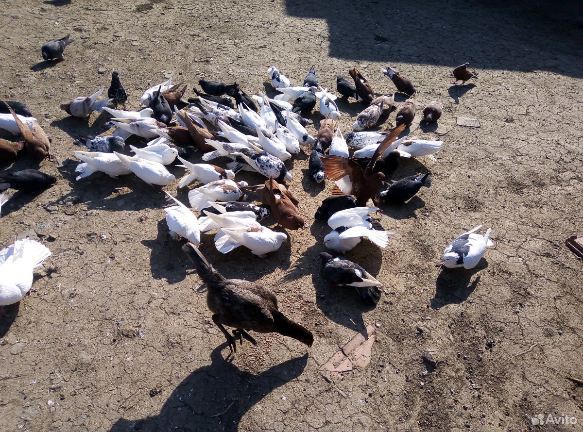 Продаю голубей, бьющих купить на Зозу.ру - фотография № 3