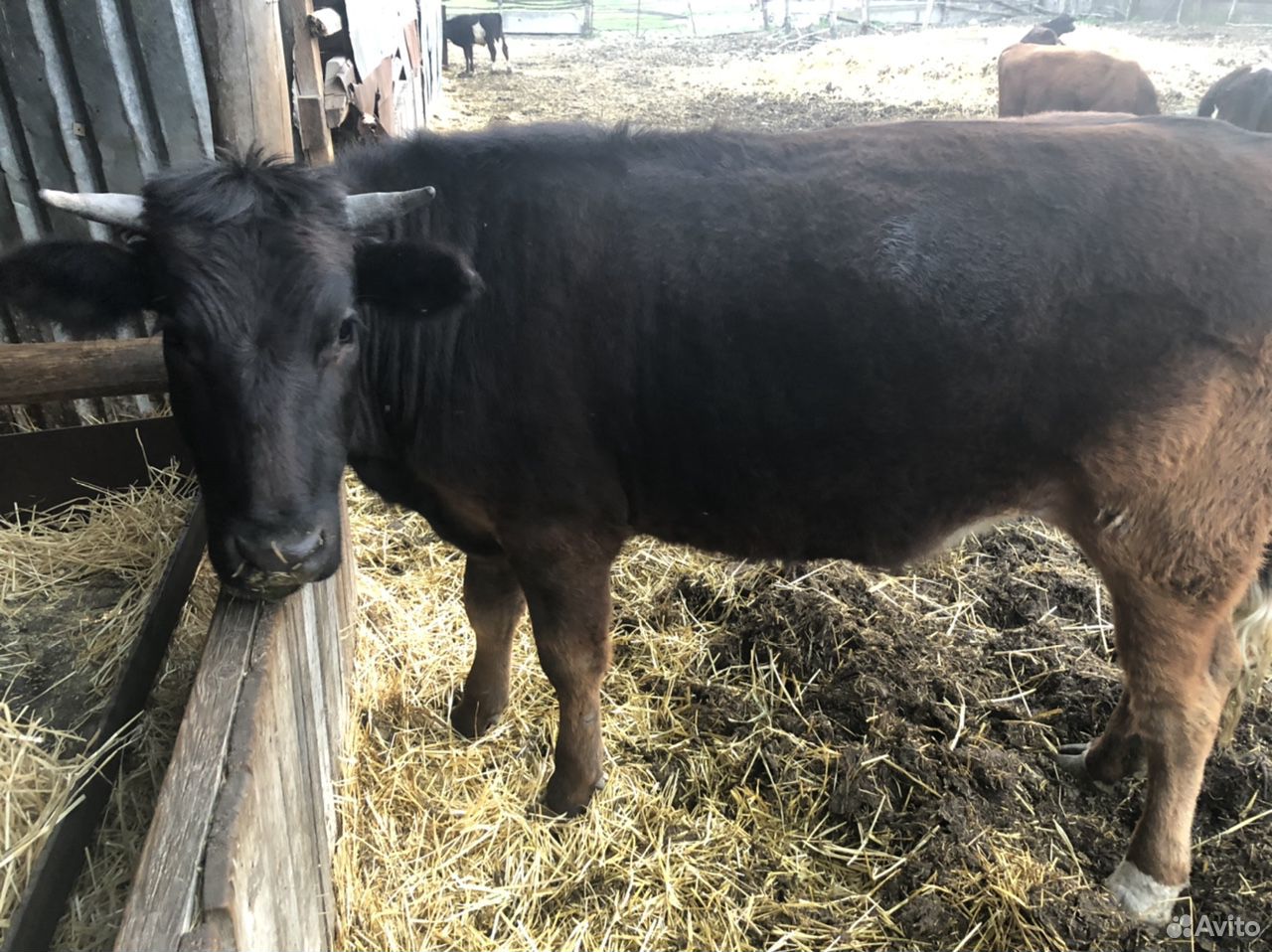 На мясо быки телка корова купить на Зозу.ру - фотография № 5