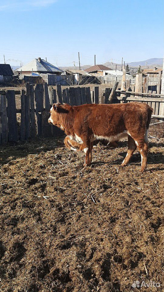 Корова Корова с теленком полгода тёлочка ещё три к купить на Зозу.ру - фотография № 3
