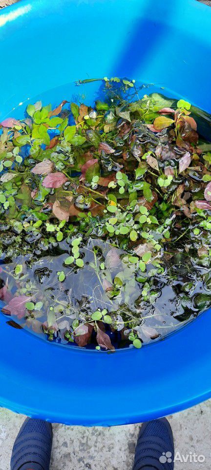 Продам растения после чистки аквариума купить на Зозу.ру - фотография № 2