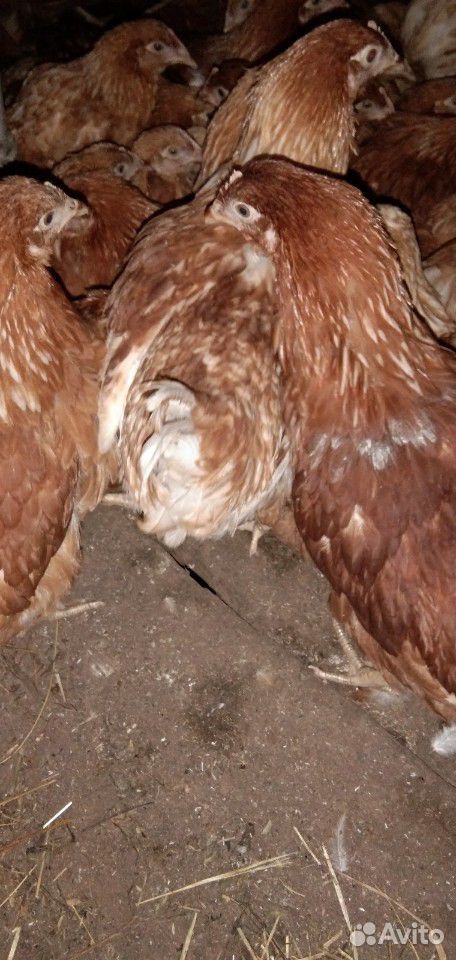 Курицы-несушки: белые и коричневые купить на Зозу.ру - фотография № 2