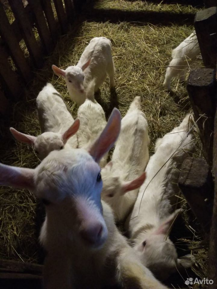 Зааненские козы купить на Зозу.ру - фотография № 1