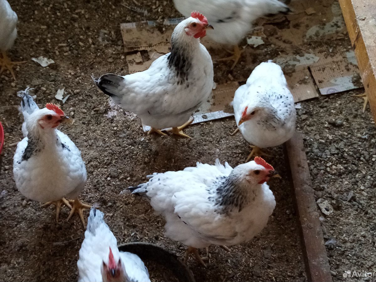 Курицы Улан-Удэ. Купить кур в улан