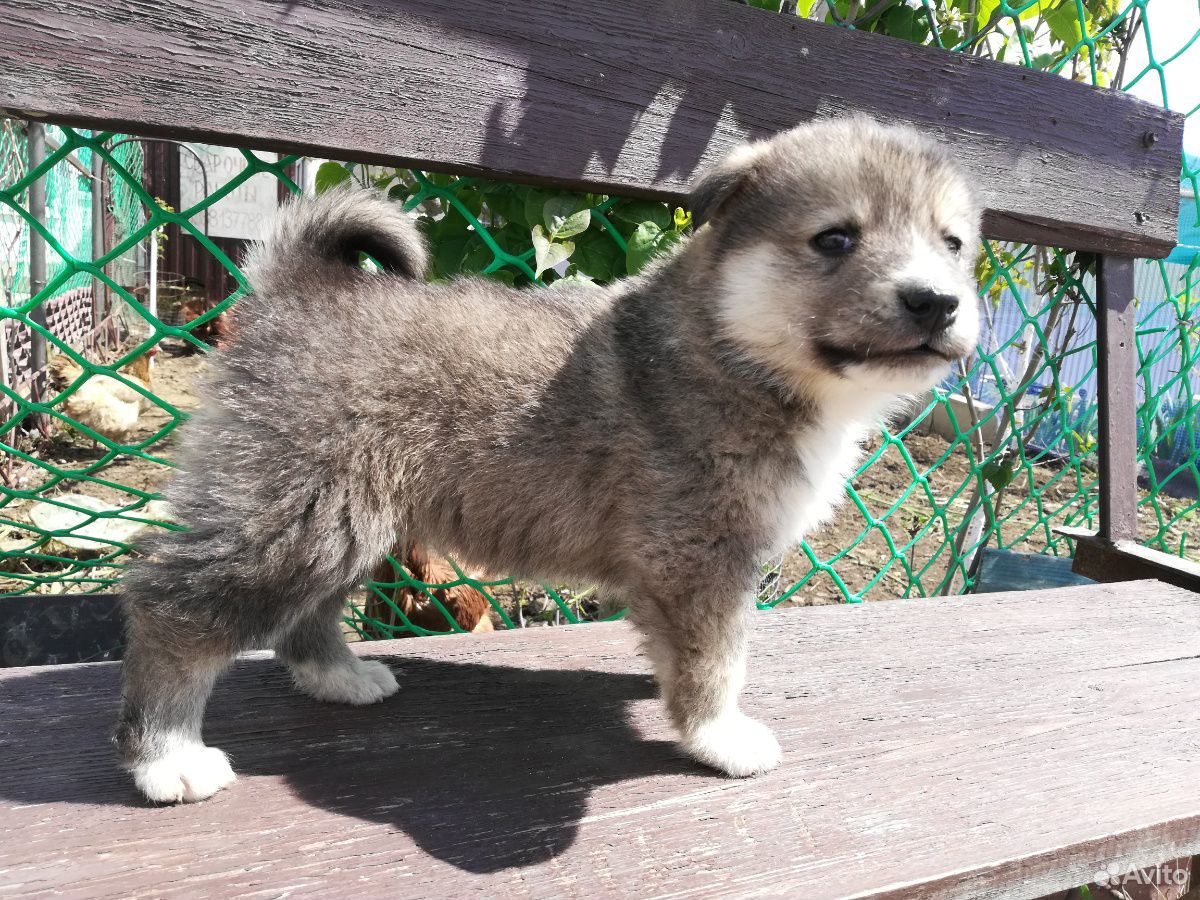 Авито пермский край щенки. Покажи фото собак которые продались в Витязево в России.