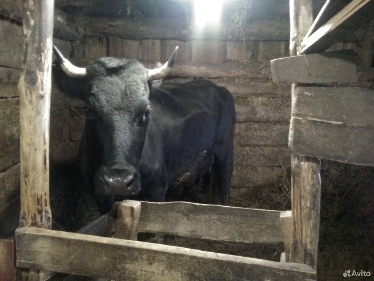Корова на мясо купить на Зозу.ру - фотография № 3