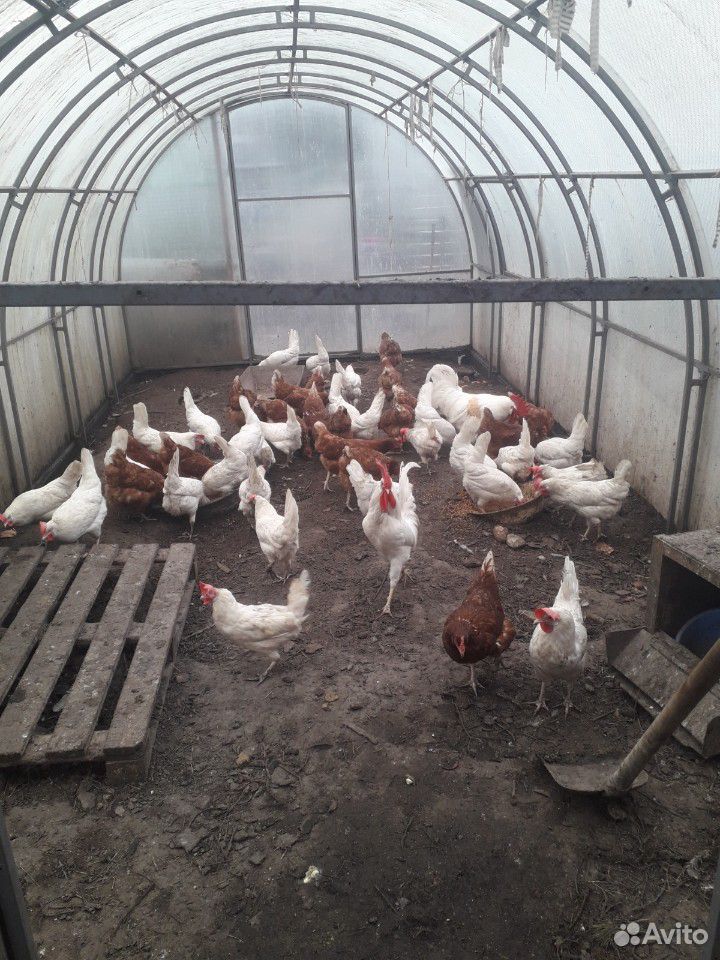 Яйца куриные домашние, инкубация купить на Зозу.ру - фотография № 3