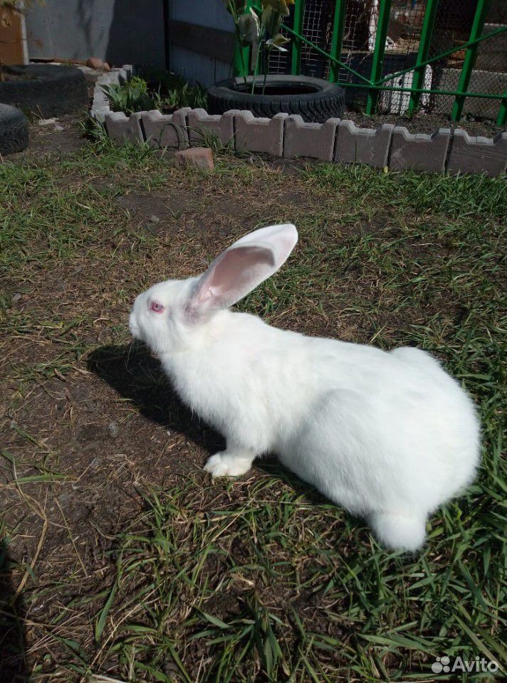 Продам кроликов (Белый великан) купить на Зозу.ру - фотография № 4