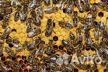 Пчёлы семья дадан купить на Зозу.ру - фотография № 2