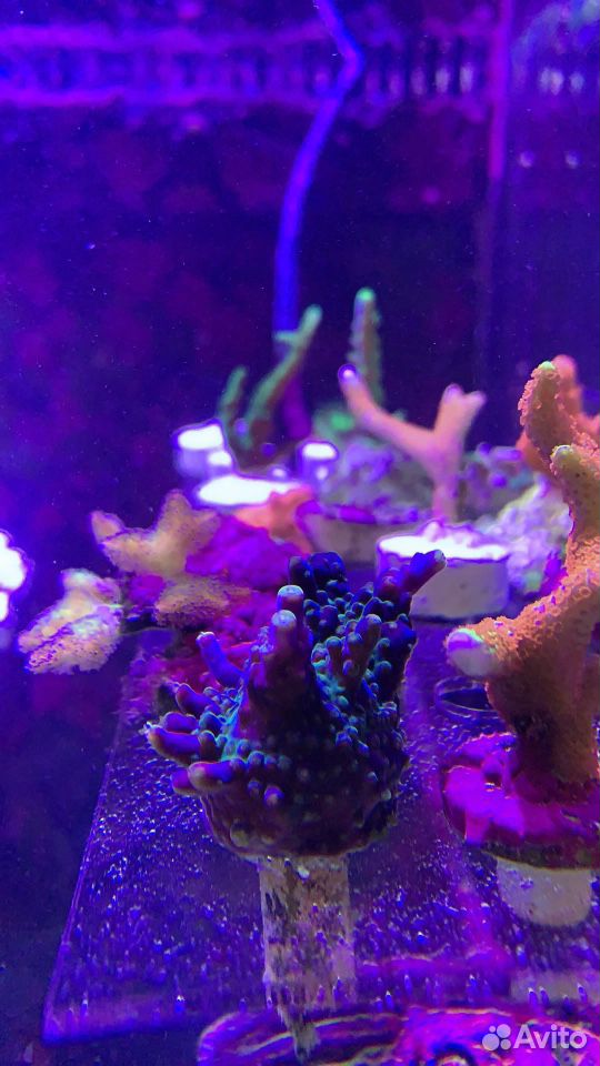Кораллы для морского аквариума купить на Зозу.ру - фотография № 5