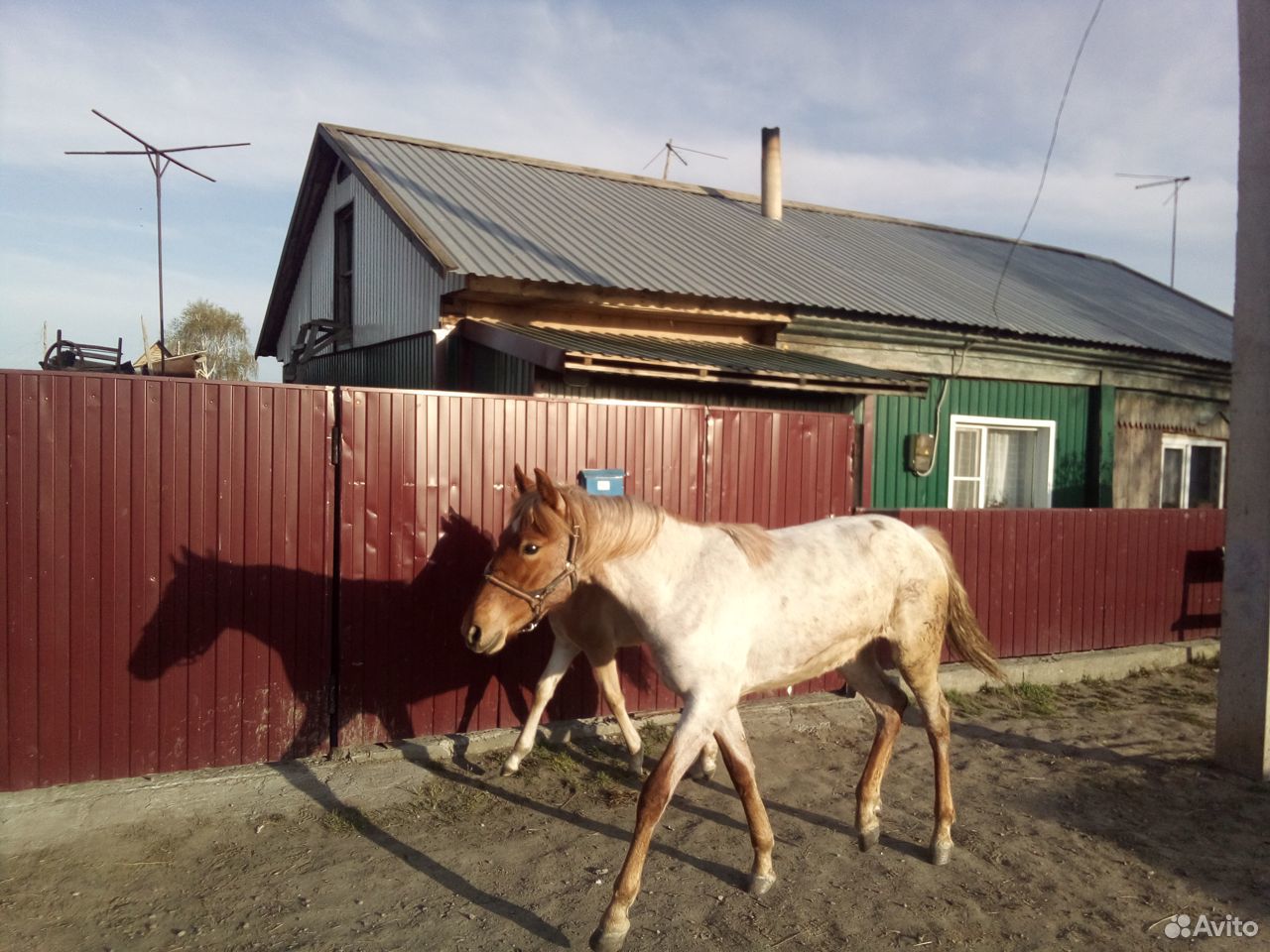 Продаю коней купить на Зозу.ру - фотография № 6