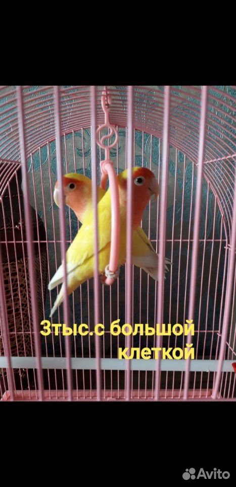 Животные. Попугаи купить на Зозу.ру - фотография № 1