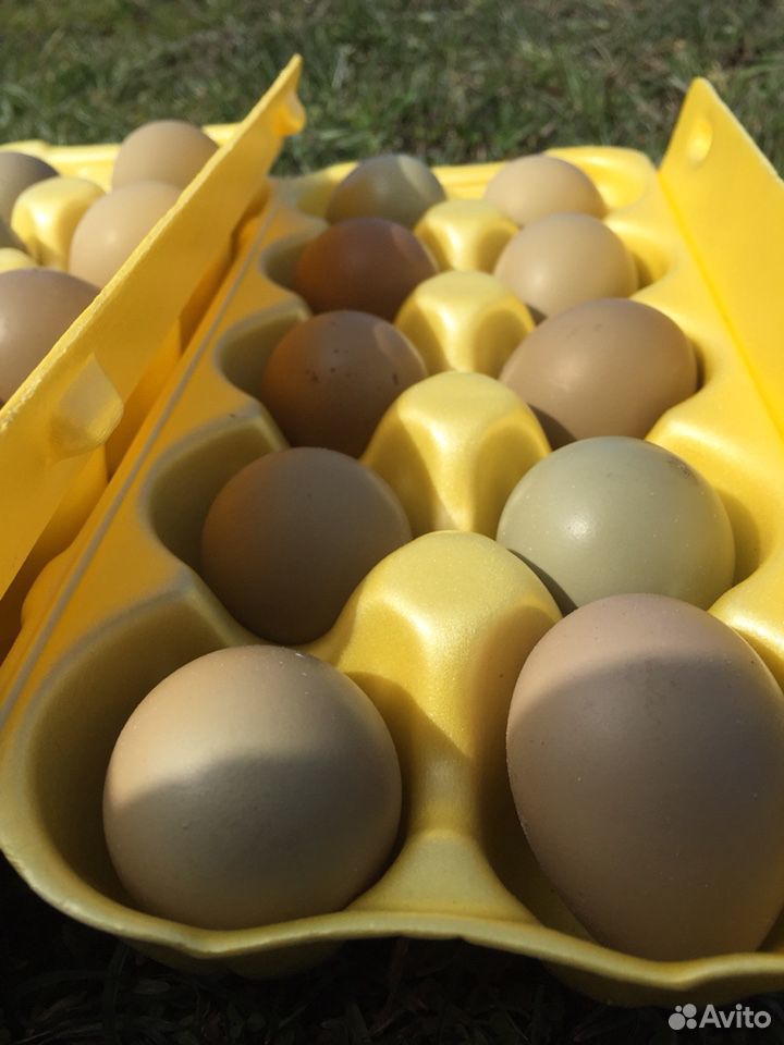 Инкубационное яйцо фазана купить. Яйцо фазана. Фазаньи яйца цена. Сколько стоит яйцо фазана. Купить яйца фазана для инкубации.