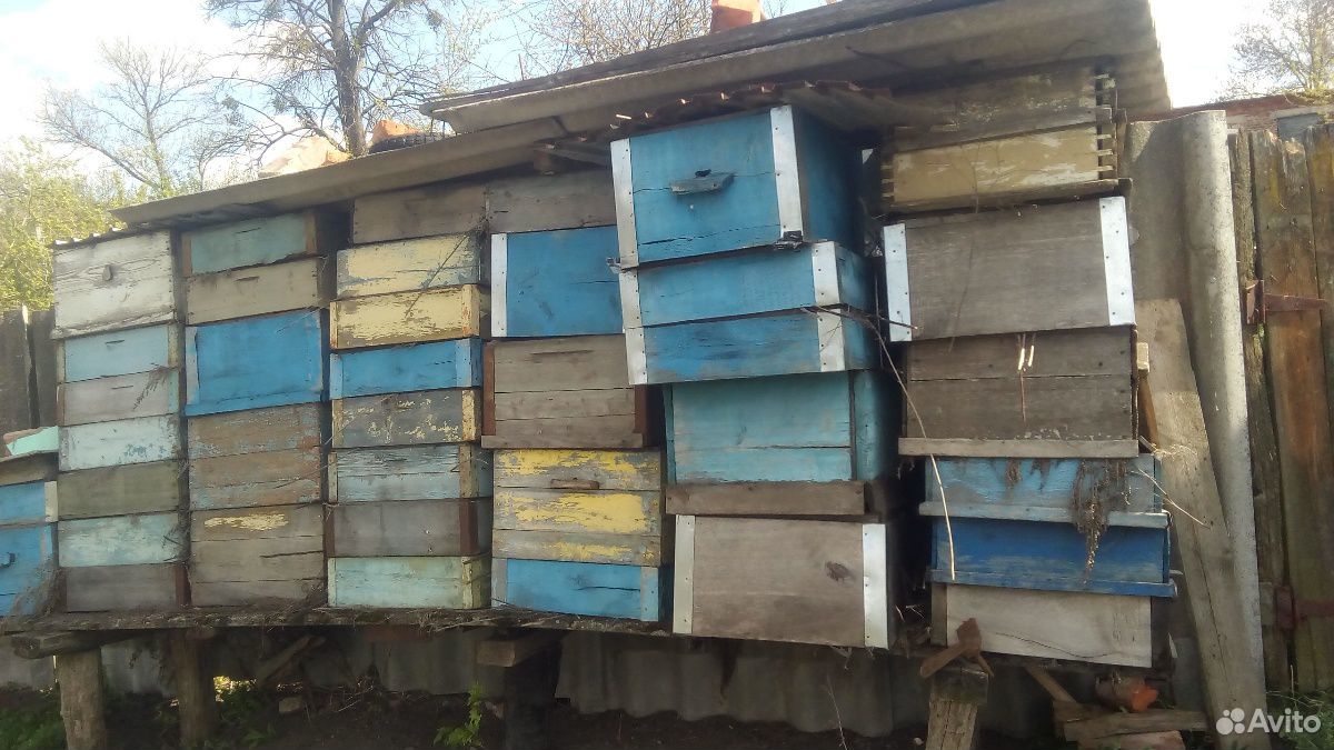 Пчелы в ульях купить на Зозу.ру - фотография № 3