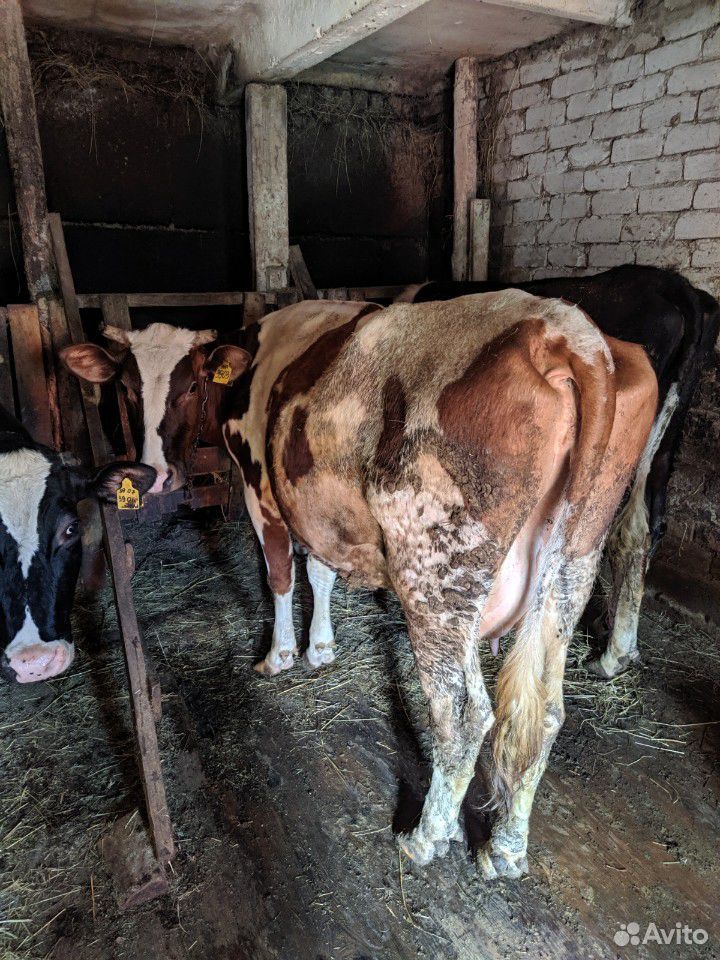 Корова рыжая и телка 3 месяца купить на Зозу.ру - фотография № 1