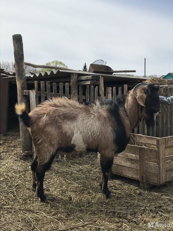 Нубийский козел на племя, козлики и козочки купить на Зозу.ру - фотография № 1