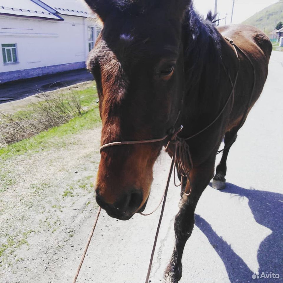 Катание на лошадях купить на Зозу.ру - фотография № 1
