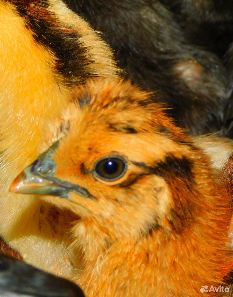 Цыплята от 14 суток от своих породных кур купить на Зозу.ру - фотография № 4