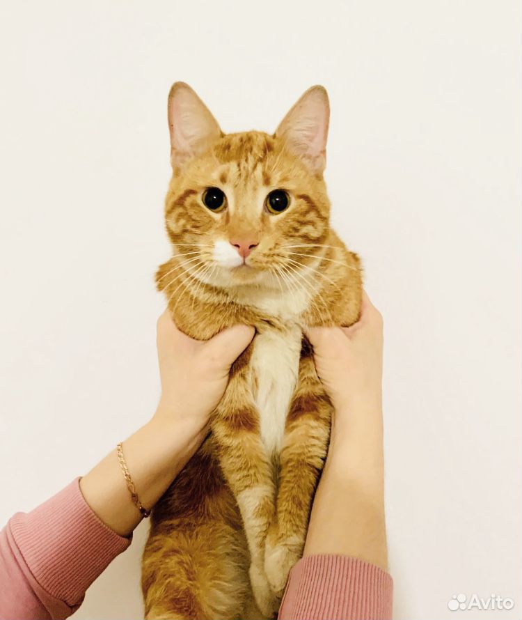 Рыжий котик, которого оставили зачем-то на улице купить на Зозу.ру - фотография № 1