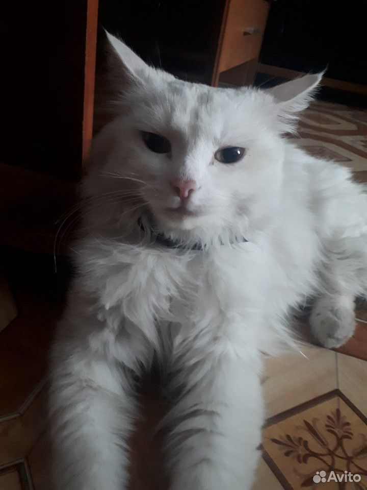 Котенок белый сибирский с приданым купить на Зозу.ру - фотография № 2