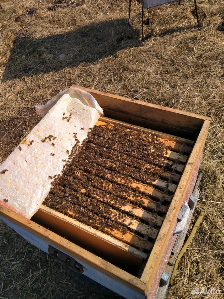 Пчелосемьи зимовалые купить на Зозу.ру - фотография № 2