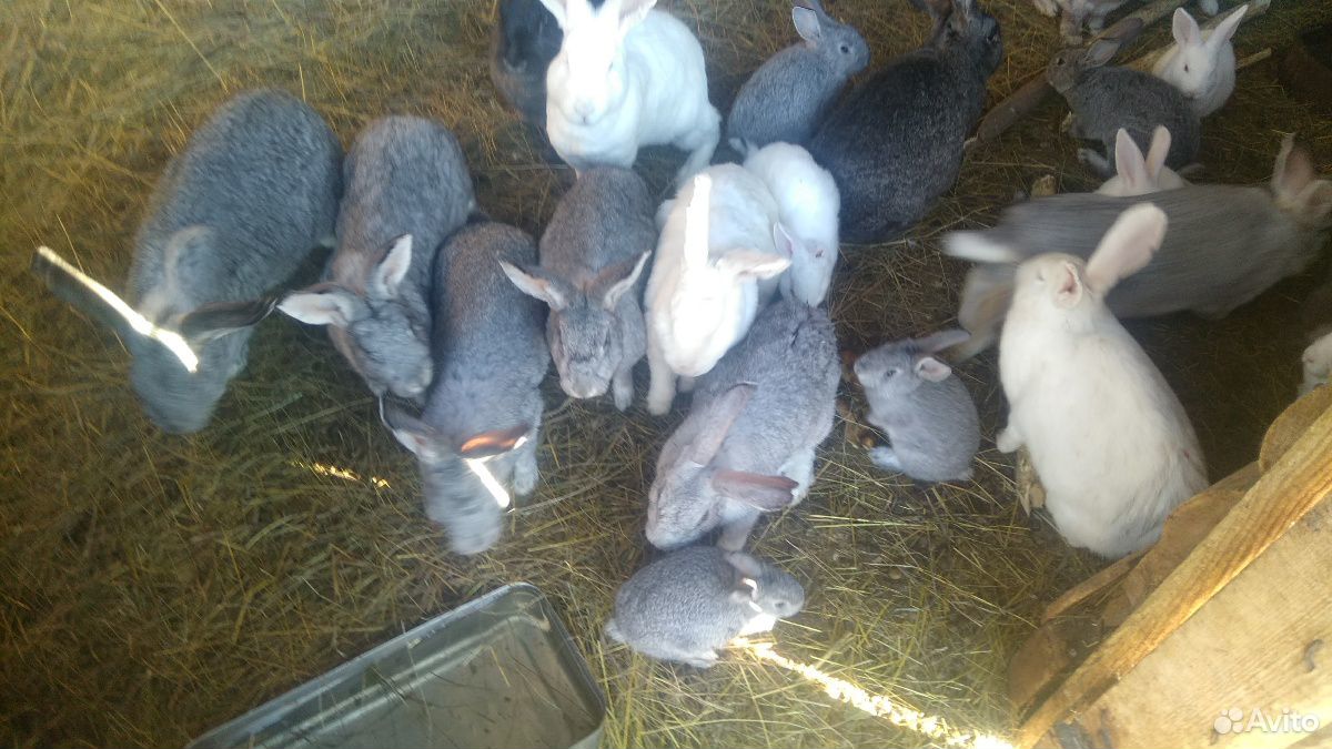 Индоутки, кролики купить на Зозу.ру - фотография № 8