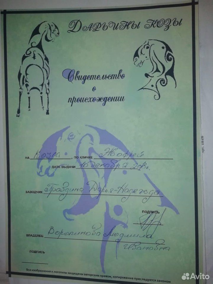 Коза нубийская купить на Зозу.ру - фотография № 4