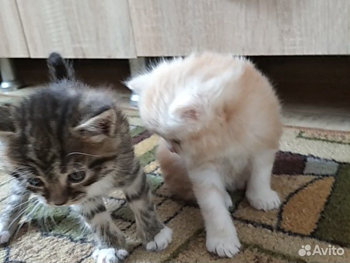 2 маленьких котика купить на Зозу.ру - фотография № 7