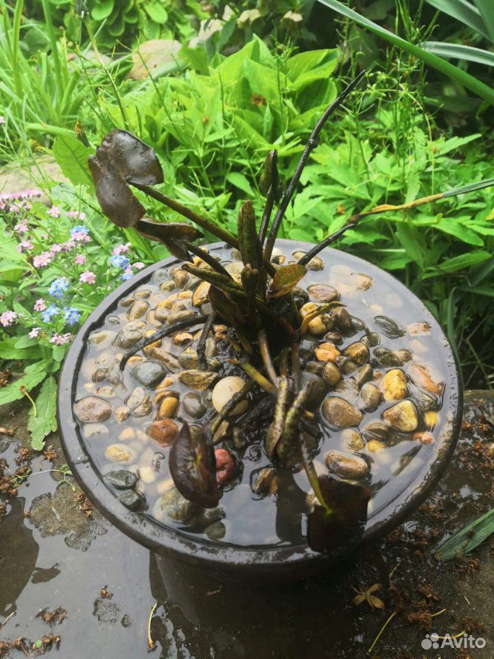 Нимфея (кувшинка), Водяная лилия жёлтая купить на Зозу.ру - фотография № 4