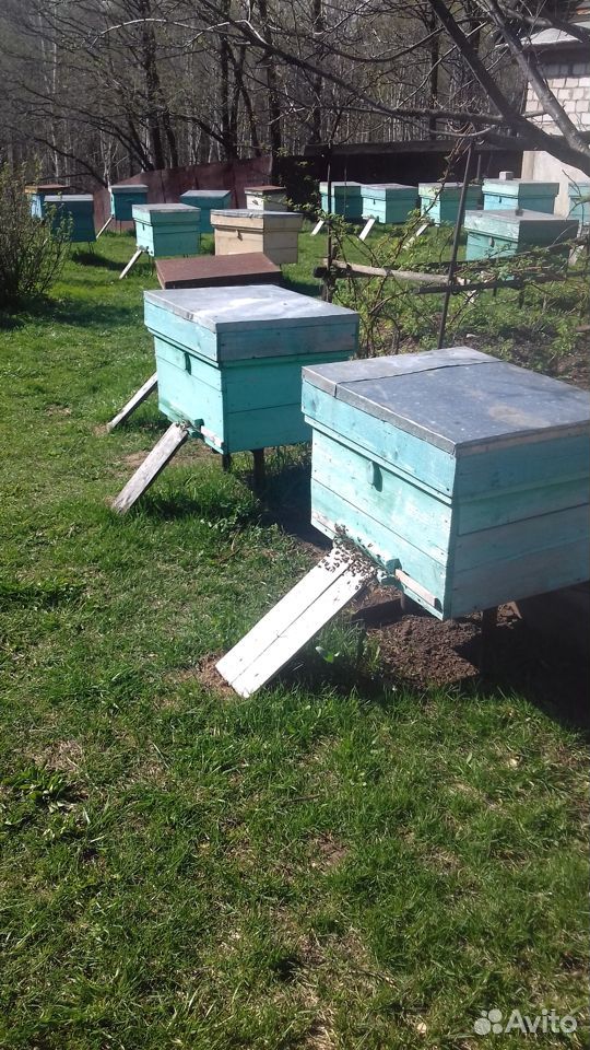 Пчелосемьи с ульями на 12-16 рамок купить на Зозу.ру - фотография № 1