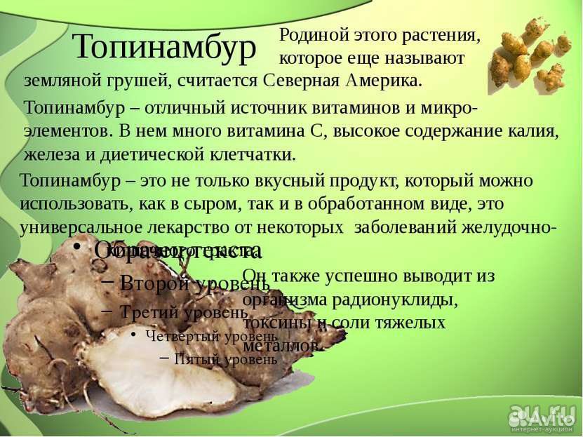 Корнеплод топинамбур купить на Зозу.ру - фотография № 2