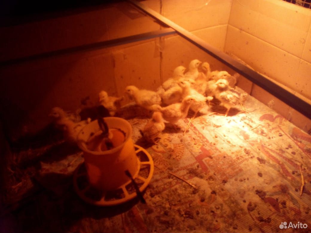 Цыплята двух недельные,и 1.5 месяцные купить на Зозу.ру - фотография № 1