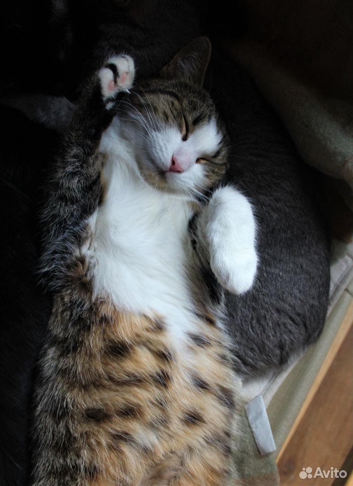 Очаровательная кошка Гайна в добрые руки. москвамо купить на Зозу.ру - фотография № 4