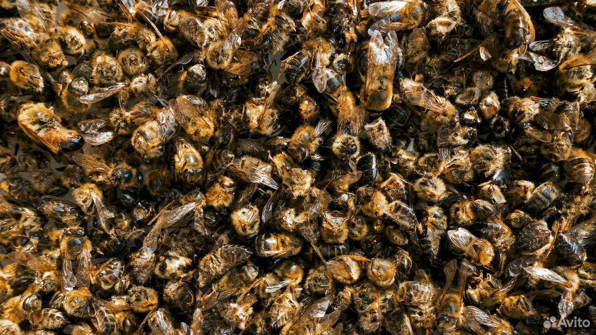 Подмор пчелиный купить на Зозу.ру - фотография № 1