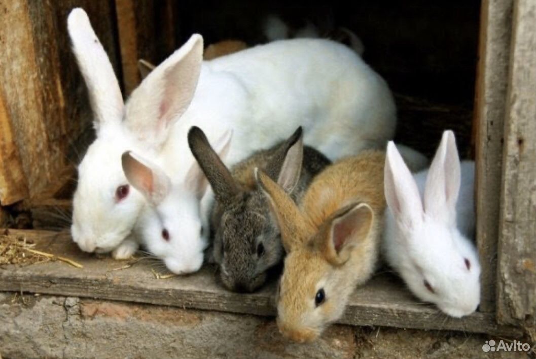 Кролики купить краснодарский