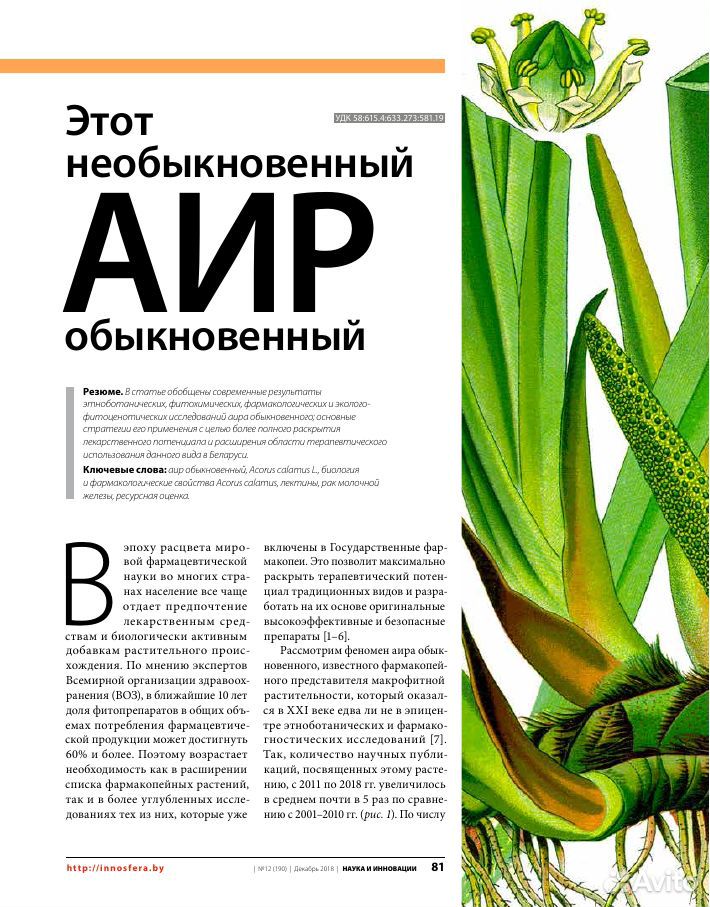 Растение для пруда Аир купить на Зозу.ру - фотография № 2