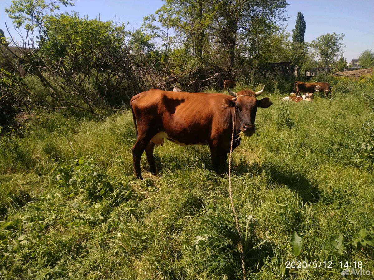 Корова и бичок купить на Зозу.ру - фотография № 2