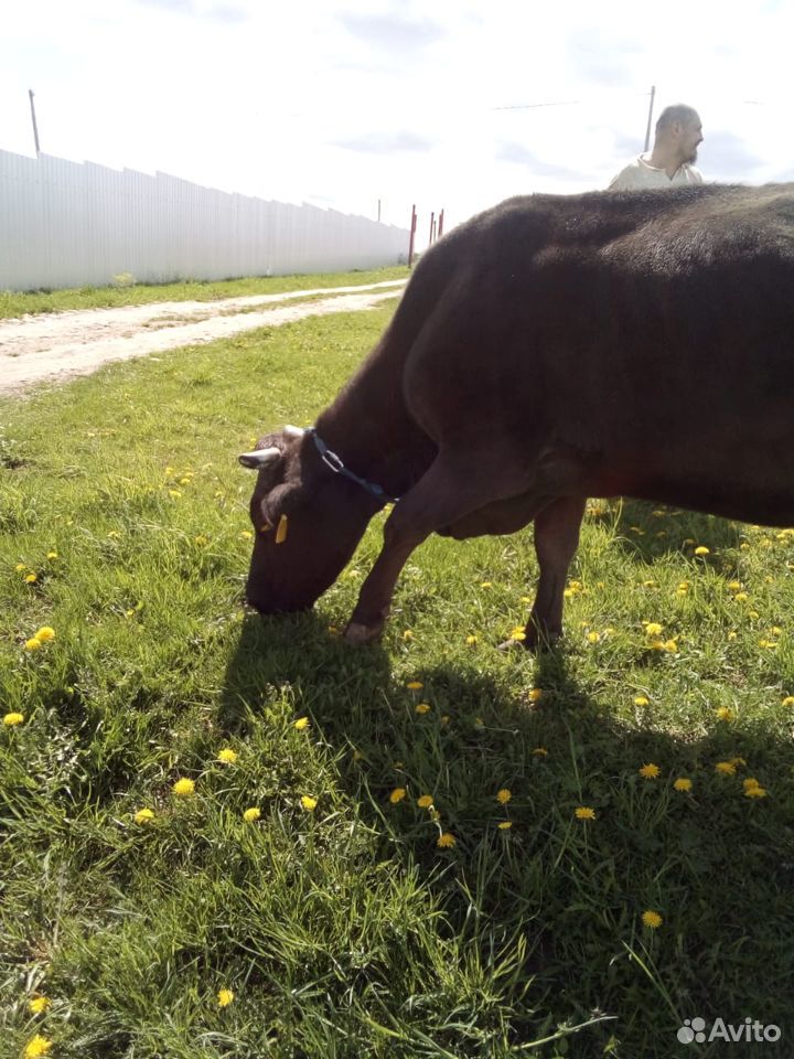 Отличная корова купить на Зозу.ру - фотография № 2
