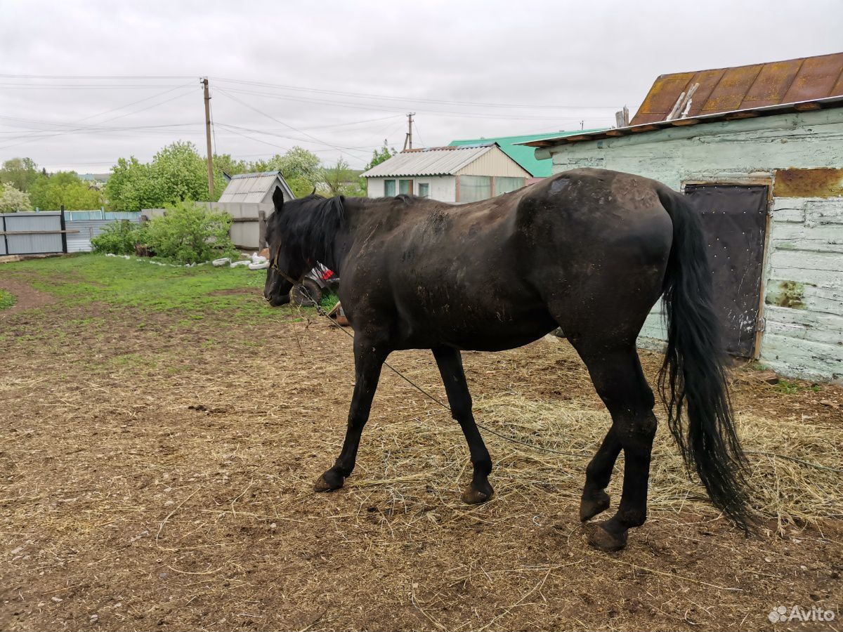 Продается лошадь(конь) купить на Зозу.ру - фотография № 2