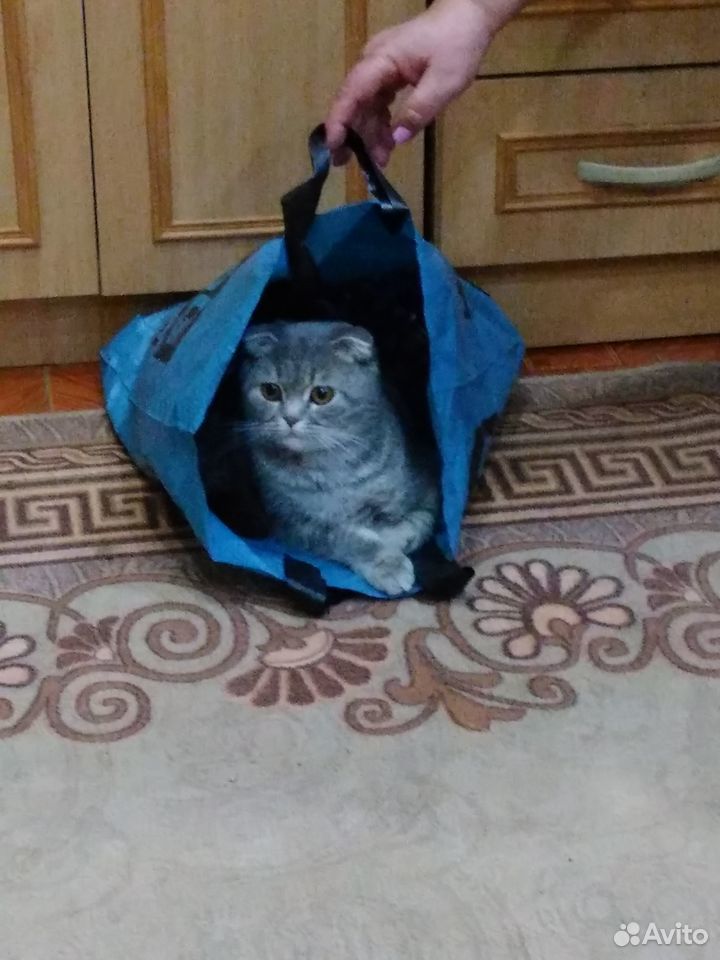 Британские котята купить на Зозу.ру - фотография № 5