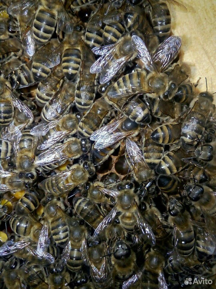 Плодные пчеломатки 2020. Кавказянка купить на Зозу.ру - фотография № 1