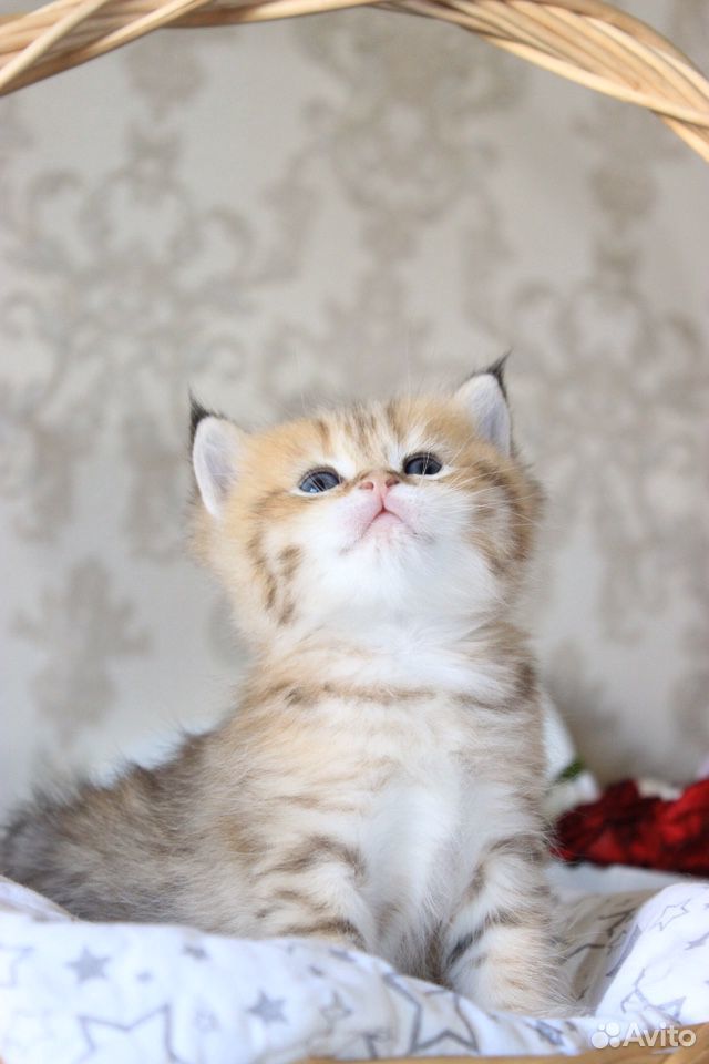 Кот золотая шиншилла купить на Зозу.ру - фотография № 7