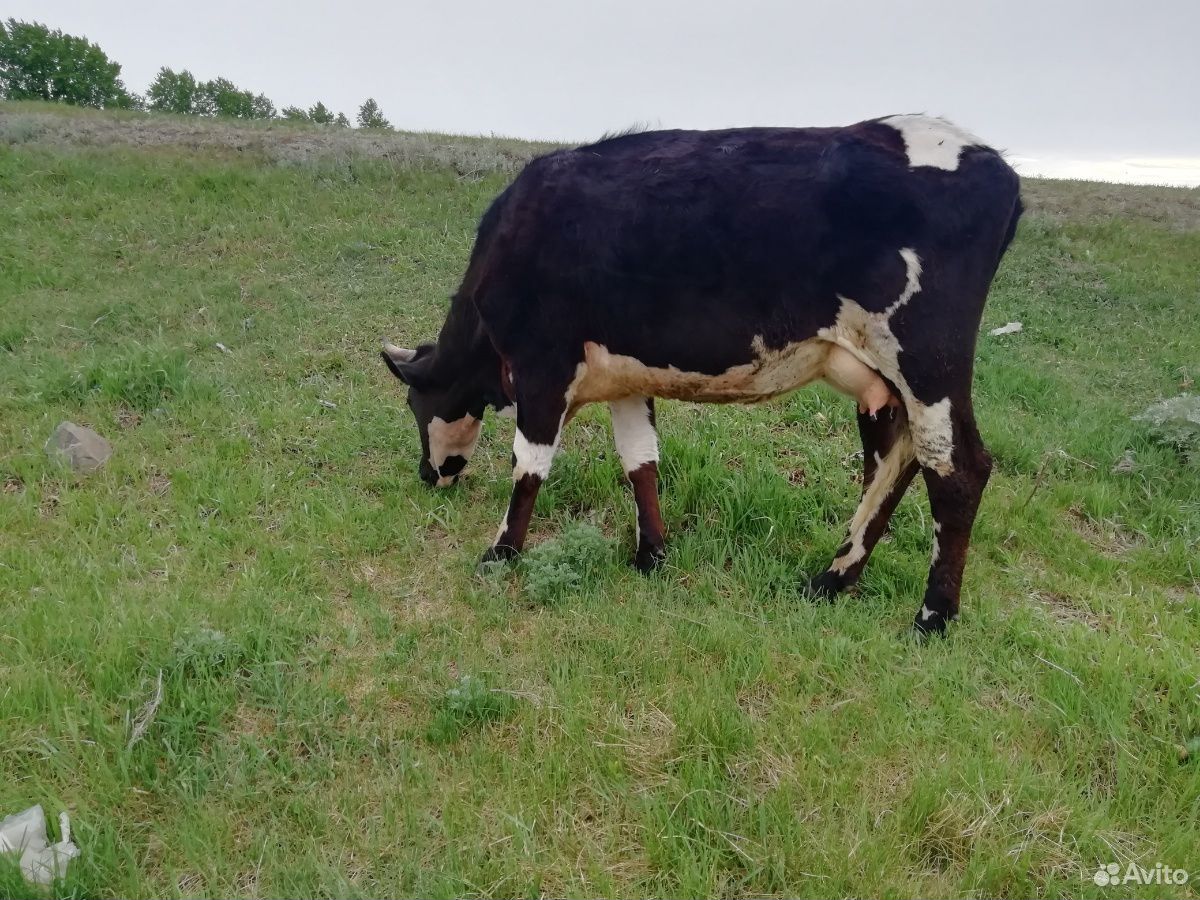 Продам три коровы и быка купить на Зозу.ру - фотография № 2