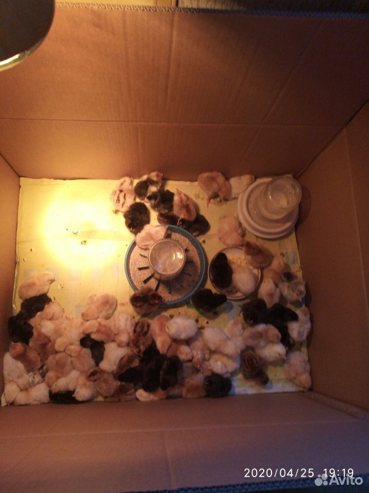 Цыплята от домашних кур, вывод 16 мая купить на Зозу.ру - фотография № 1